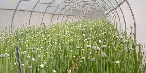 production multiplication heliantis production multiplication heliantis