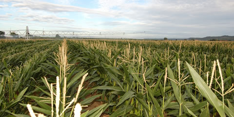 recherches production heliantis recherches production heliantis