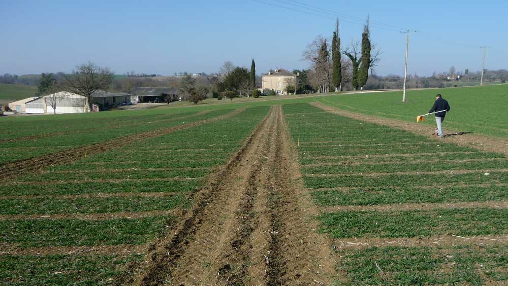 HELIANTIS-CASTELNAUDARY HELIANTIS-CASTELNAUDARY
